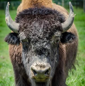 100% Grass-Fed Bison at Mayberry West Farms in Milan, IN