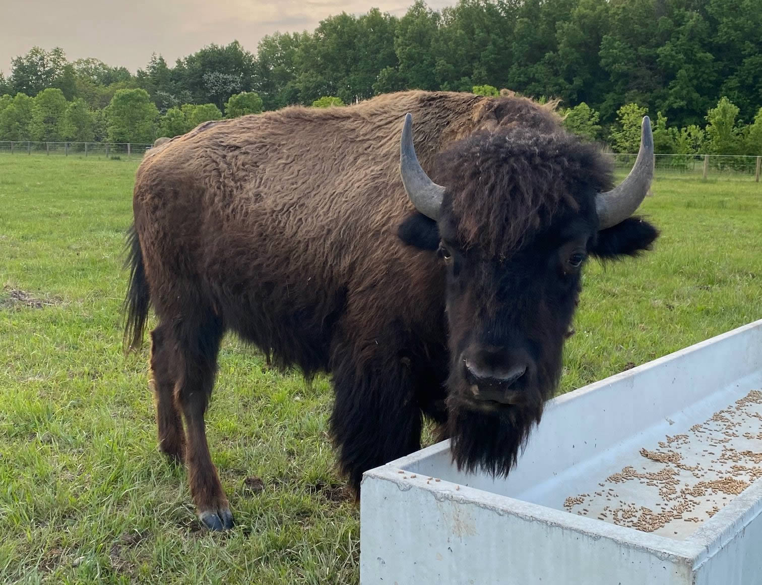 Bison-Meat-Header 100% Grass-Fed Bison at Mayberry West Farms in Milan, IN