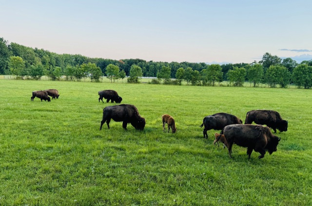 IMG_5749 Free Roaming Bison at Mayberry West Farms in Milan, IN
