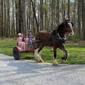 Majestic Clydesdales at Mayberry West Farms in Milan, IN
